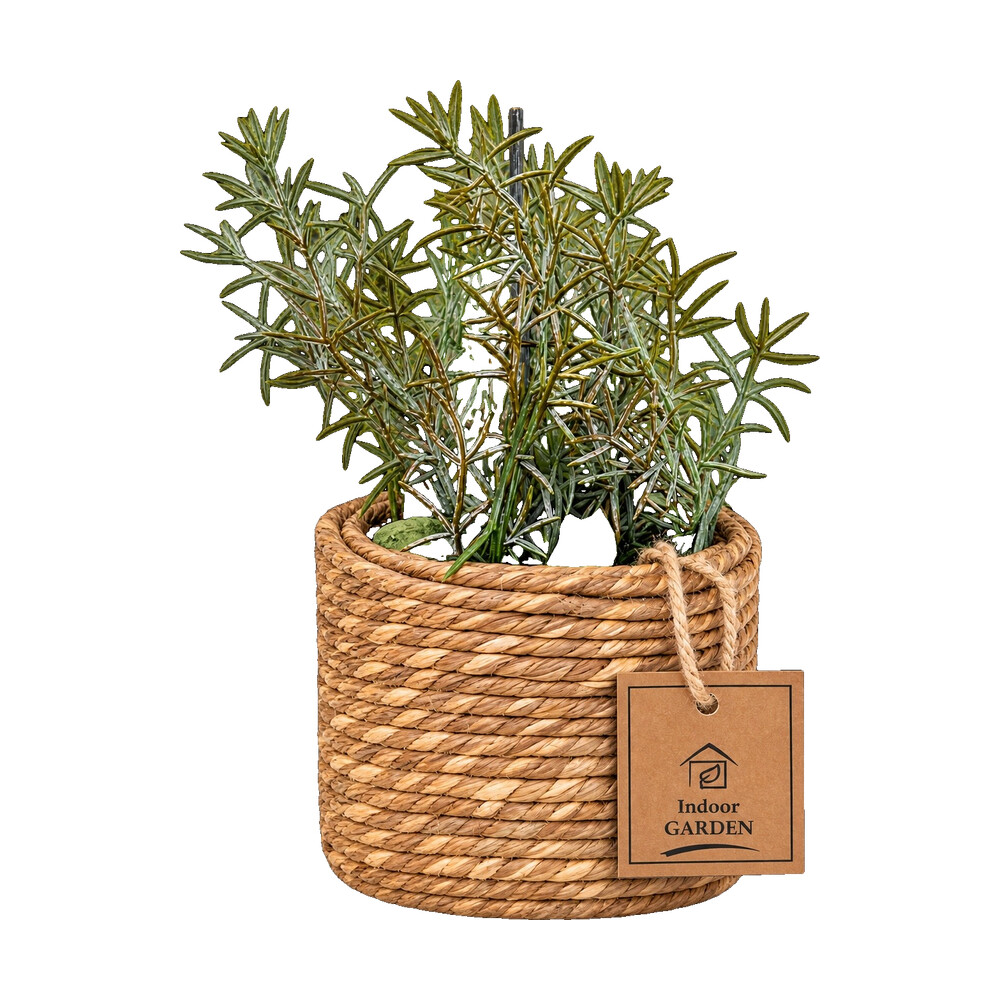 Vetplant bonsai in naturel pot 15 cm - Afbeelding 2