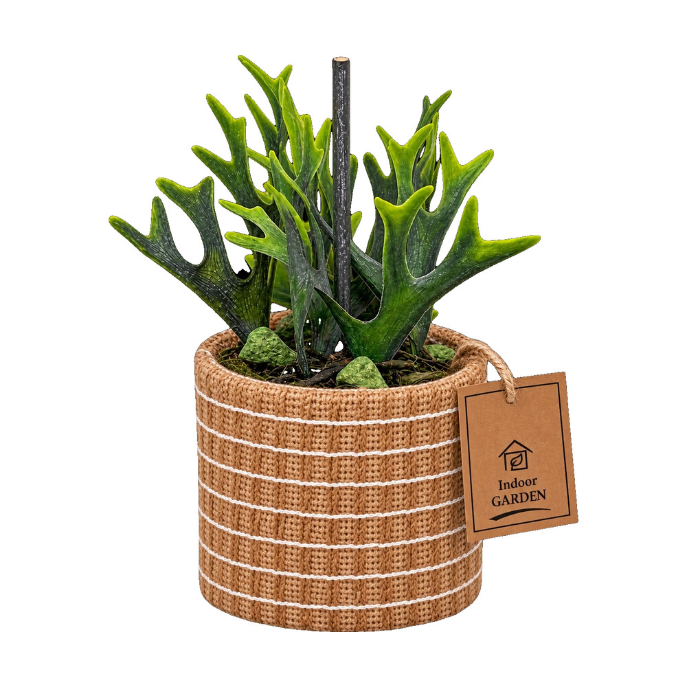 Vetplant bonsai in naturel pot 15 cm - Afbeelding 3