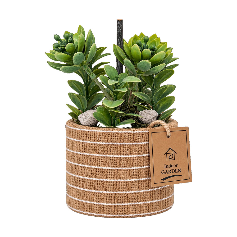 Vetplant bonsai in naturel pot 15 cm - Afbeelding 4