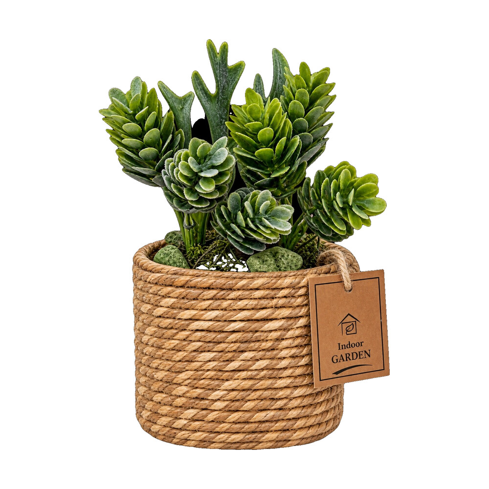 Vetplant bonsai in naturel pot 15 cm - Afbeelding 5